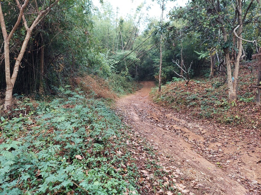 Dirt road to crash site in Pho Toei National Park